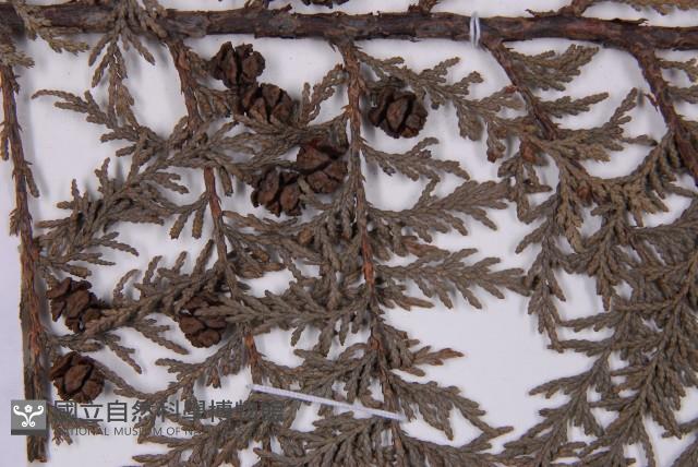 紅檜藏品圖，第3張