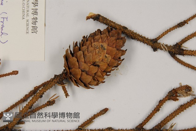 麗江雲杉藏品圖，第3張