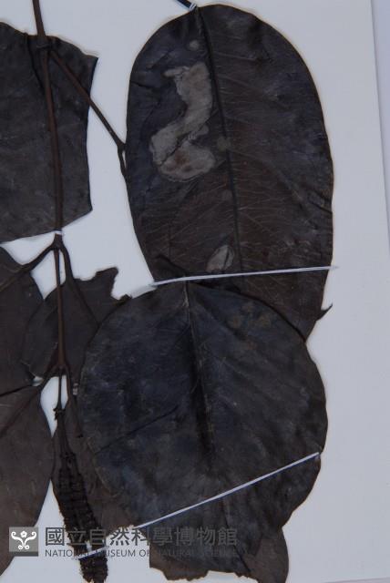 羅浮買麻藤藏品圖，第3張