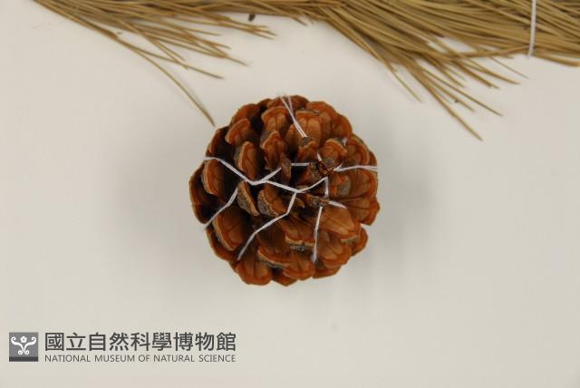 高山松藏品圖，第3張