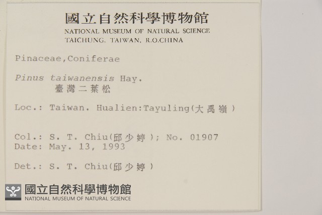 臺灣二葉松藏品圖，第2張