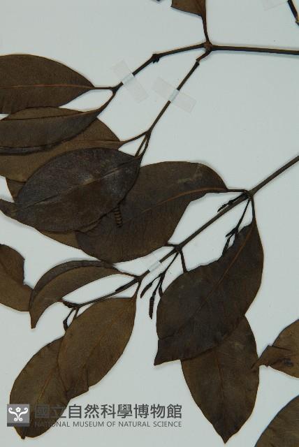 小葉買麻藤藏品圖，第3張