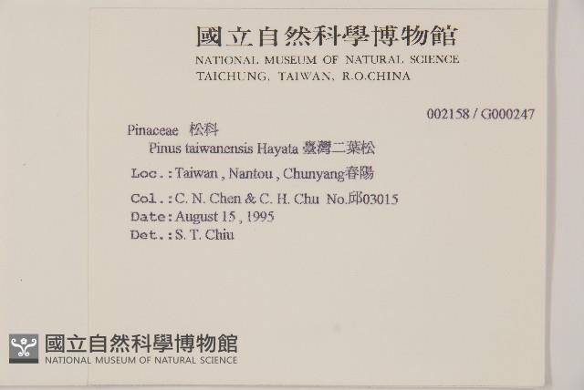 臺灣二葉松藏品圖，第2張