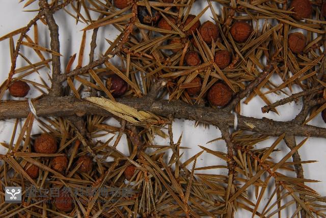 刺柏藏品圖，第3張