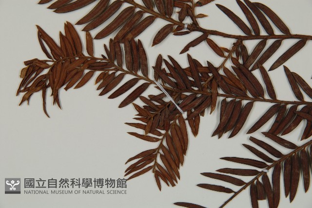 南方紅豆杉藏品圖，第3張