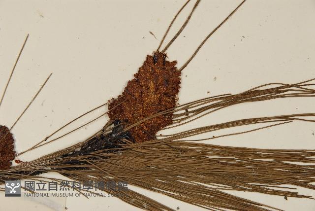 馬尾松藏品圖，第3張