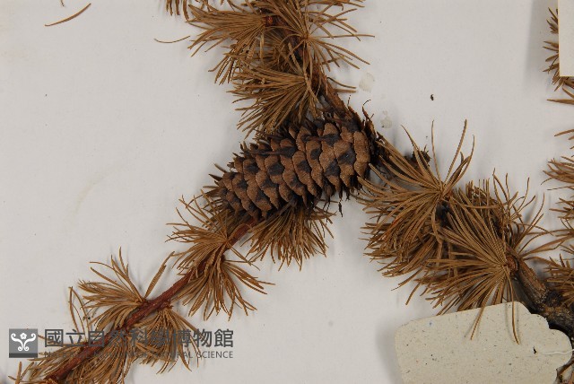 大果紅杉藏品圖，第3張