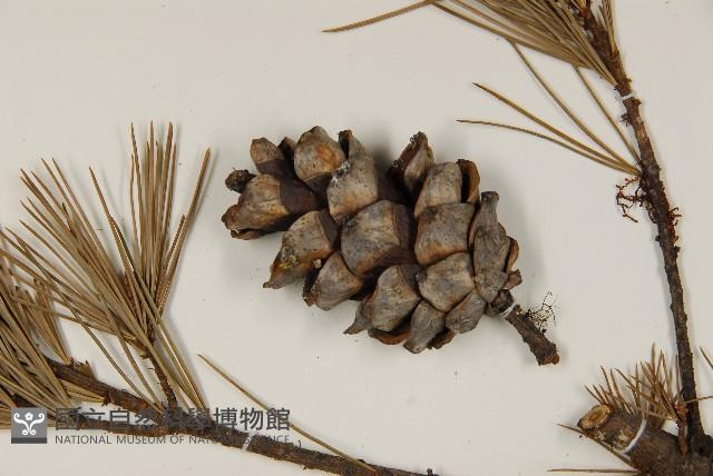 臺灣五葉松藏品圖，第3張