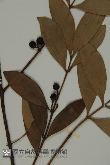 竹柏、南攻竹柏藏品圖，第3張