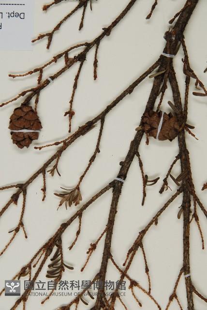 臺灣鐵杉藏品圖，第3張