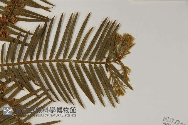 臺灣粗榧、台灣三尖杉藏品圖，第3張