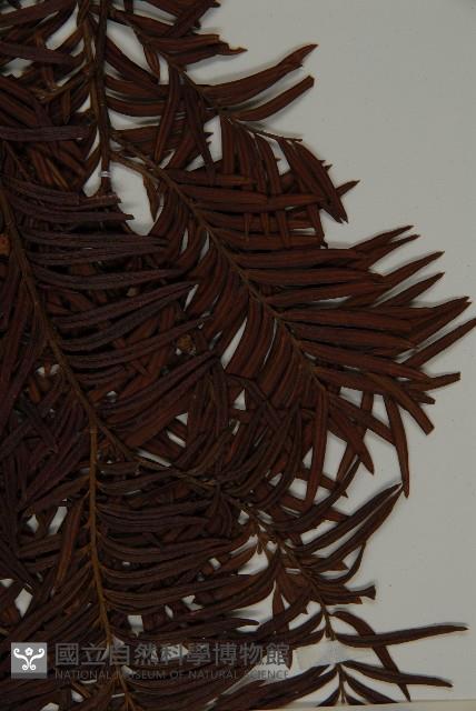 臺灣紅豆杉藏品圖，第3張