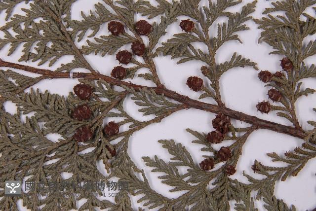 紅檜藏品圖，第3張