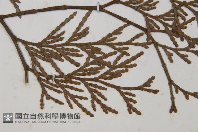 台灣肖楠藏品圖，第3張