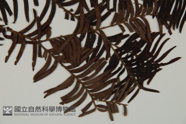 南方紅豆杉藏品圖，第3張