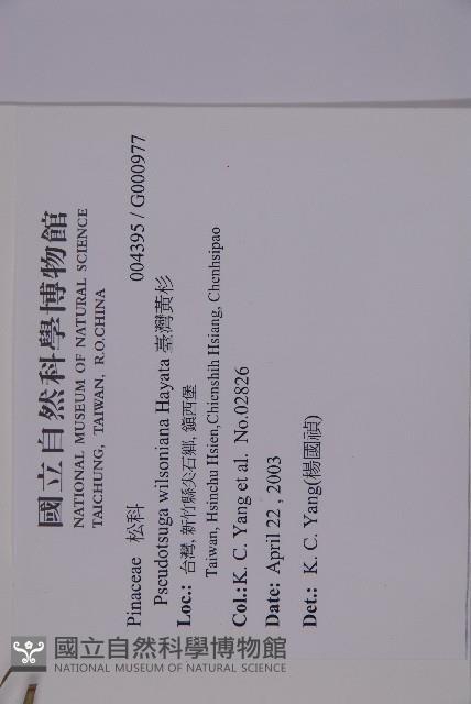 臺灣黃杉藏品圖，第2張