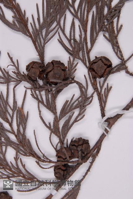 柏木、柏樹藏品圖，第3張