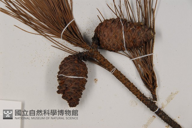 馬尾松藏品圖，第3張