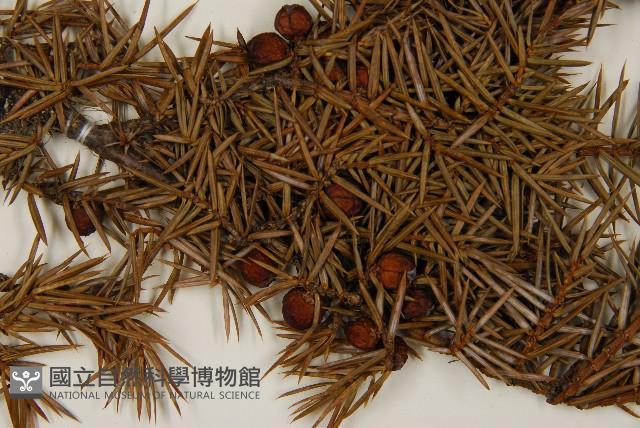 刺柏藏品圖，第3張