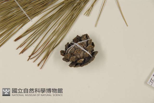 油松藏品圖，第3張