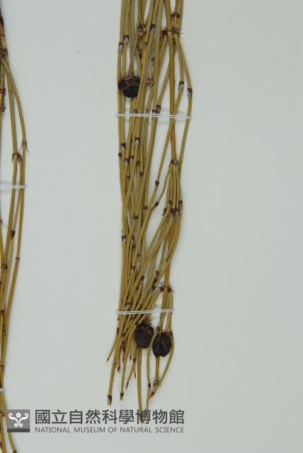 木賊黃麻藏品圖，第3張