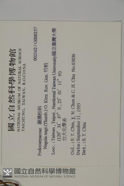 竹柏藏品圖，第2張