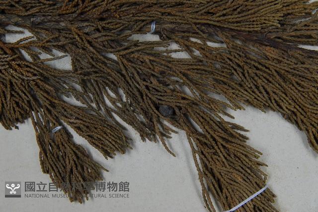 圓柏藏品圖，第3張