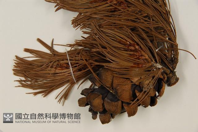 登錄號:G000557藏品圖，第3張