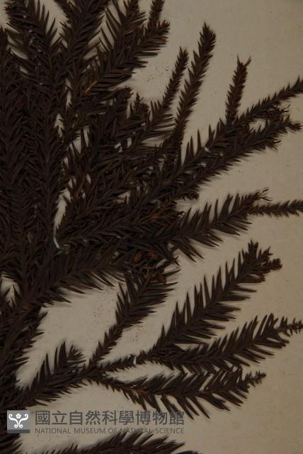 柳杉藏品圖，第3張