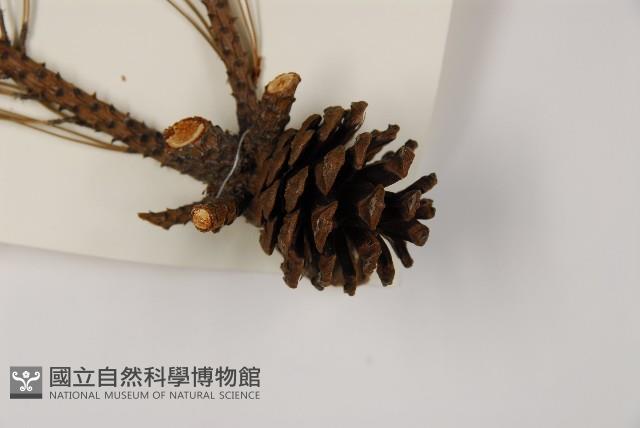 馬尾松藏品圖，第3張