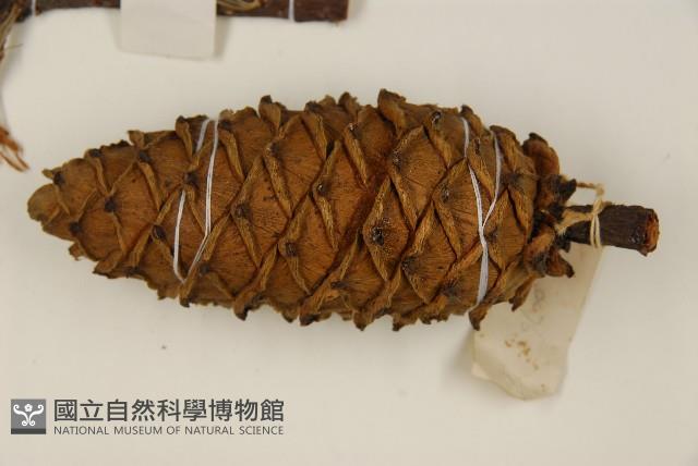 華山松藏品圖，第3張