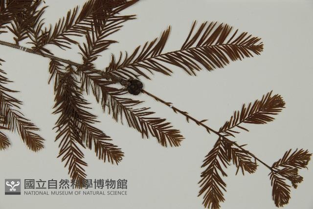 落羽松、美國水松藏品圖，第3張