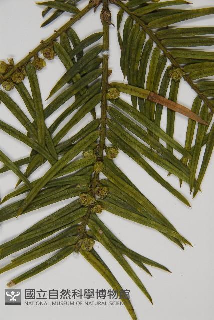 臺灣粗榧、台灣三尖杉藏品圖，第3張