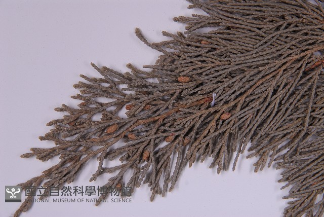 龍柏藏品圖，第3張