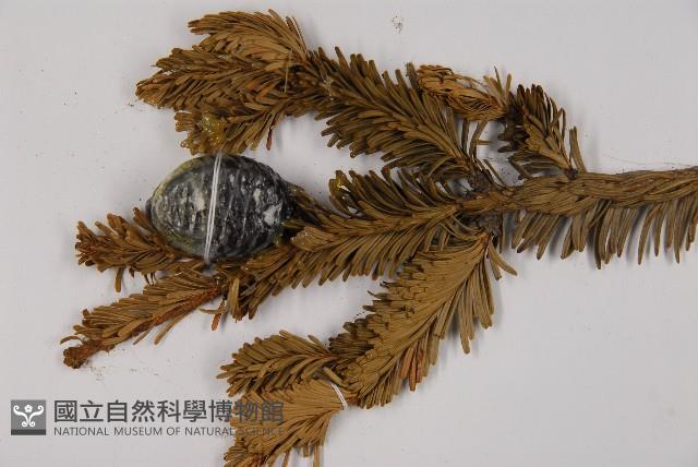 臺灣冷杉藏品圖，第3張