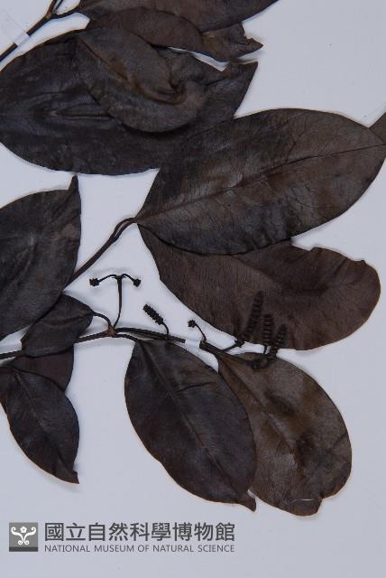 小葉買麻藤藏品圖，第3張