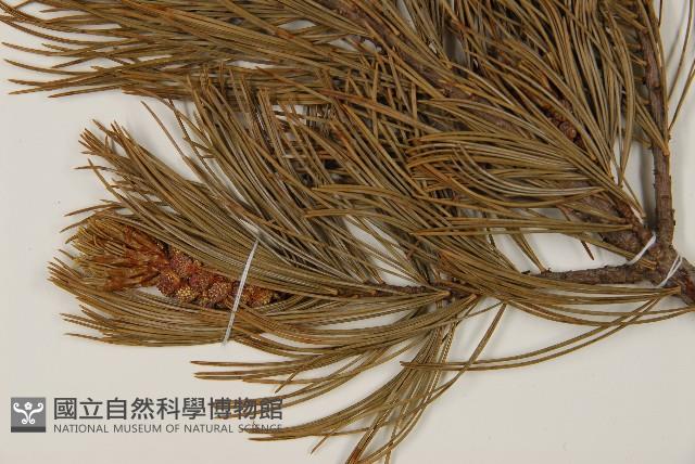 偃松藏品圖，第3張