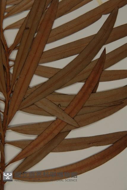 桃實百日青藏品圖，第3張