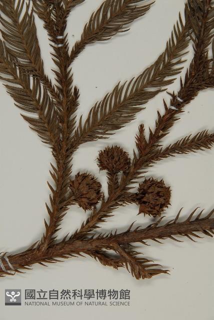 柳杉藏品圖，第3張