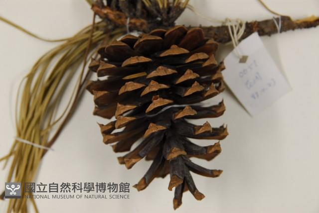 剛葉松、直立松藏品圖，第3張