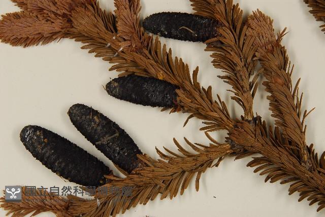 臺灣冷杉藏品圖，第3張