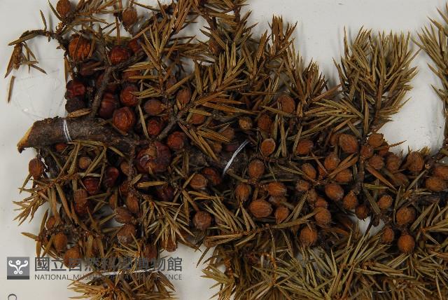 Formosan juniper Collection Image, Figure 3, Total 5 Figures
