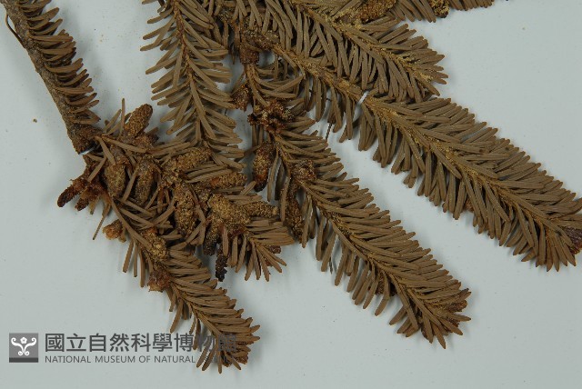 臺灣冷杉藏品圖，第3張