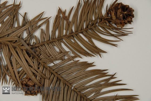 杉木藏品圖，第3張