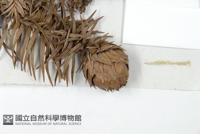 Chinese fir Collection Image, Figure 3, Total 5 Figures