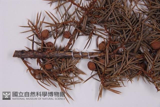 刺柏藏品圖，第3張