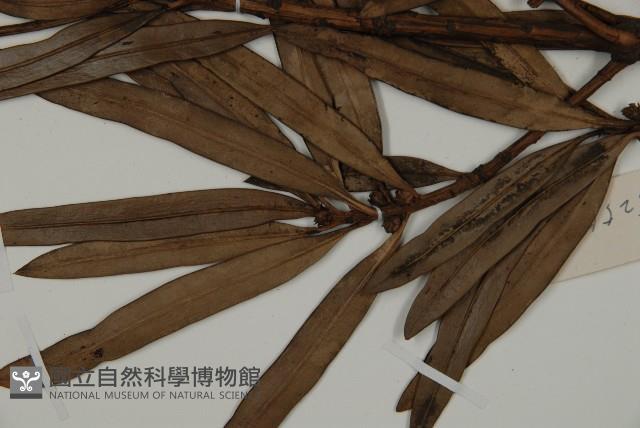 大葉羅漢松藏品圖，第3張