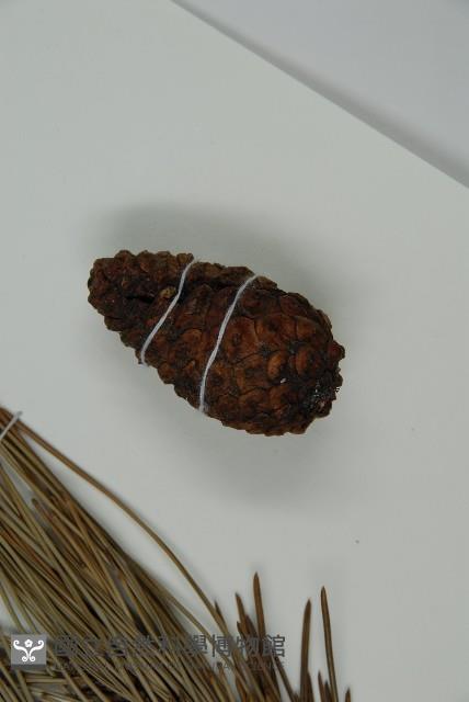 黑松藏品圖，第3張