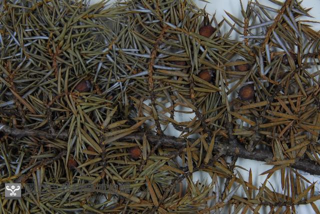 刺柏藏品圖，第3張