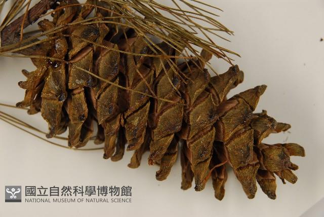 臺灣華山松藏品圖，第3張